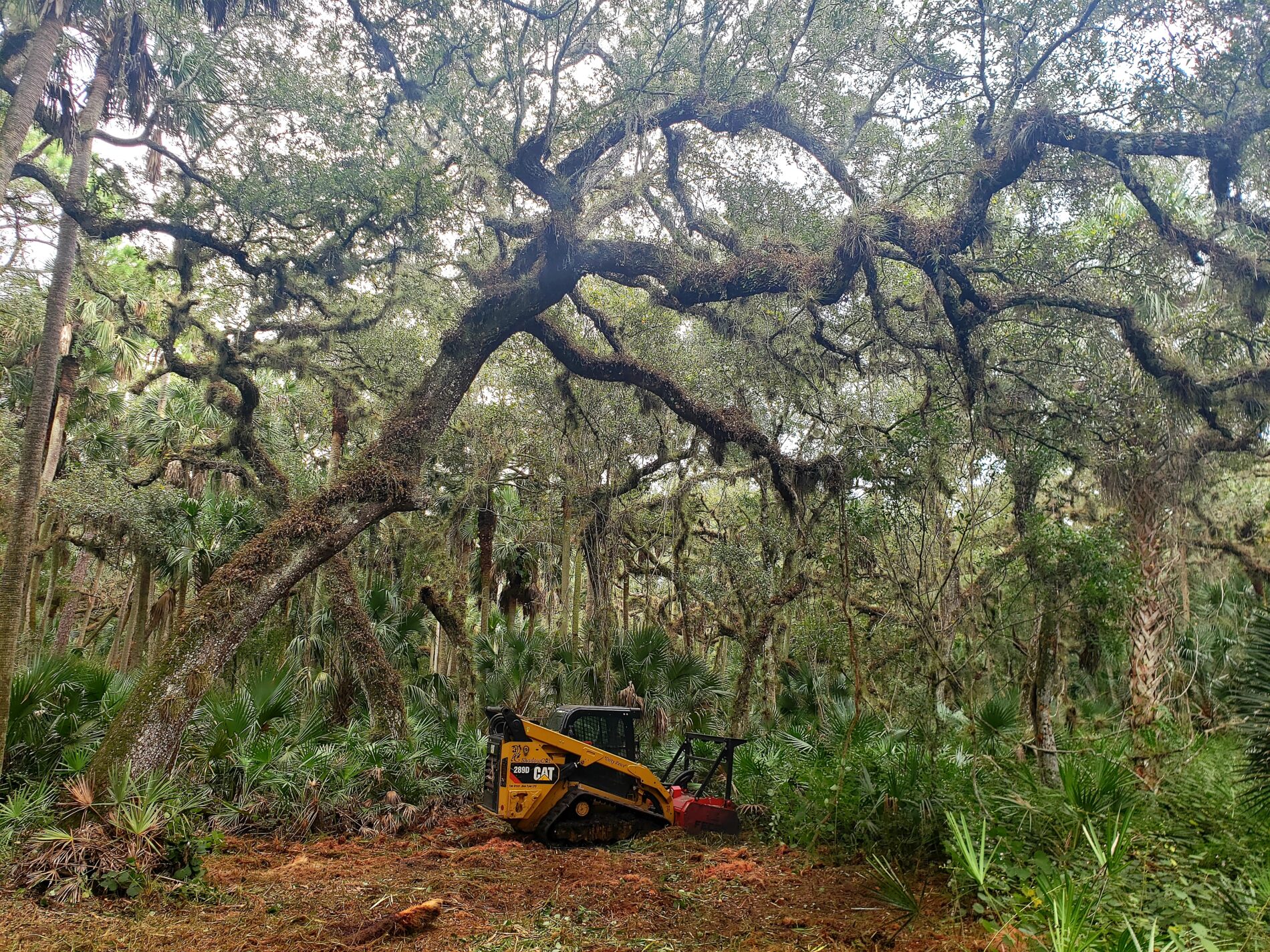 Forestry Mulching: Environmentally Friendly Land Clearing - ShadowCat ...